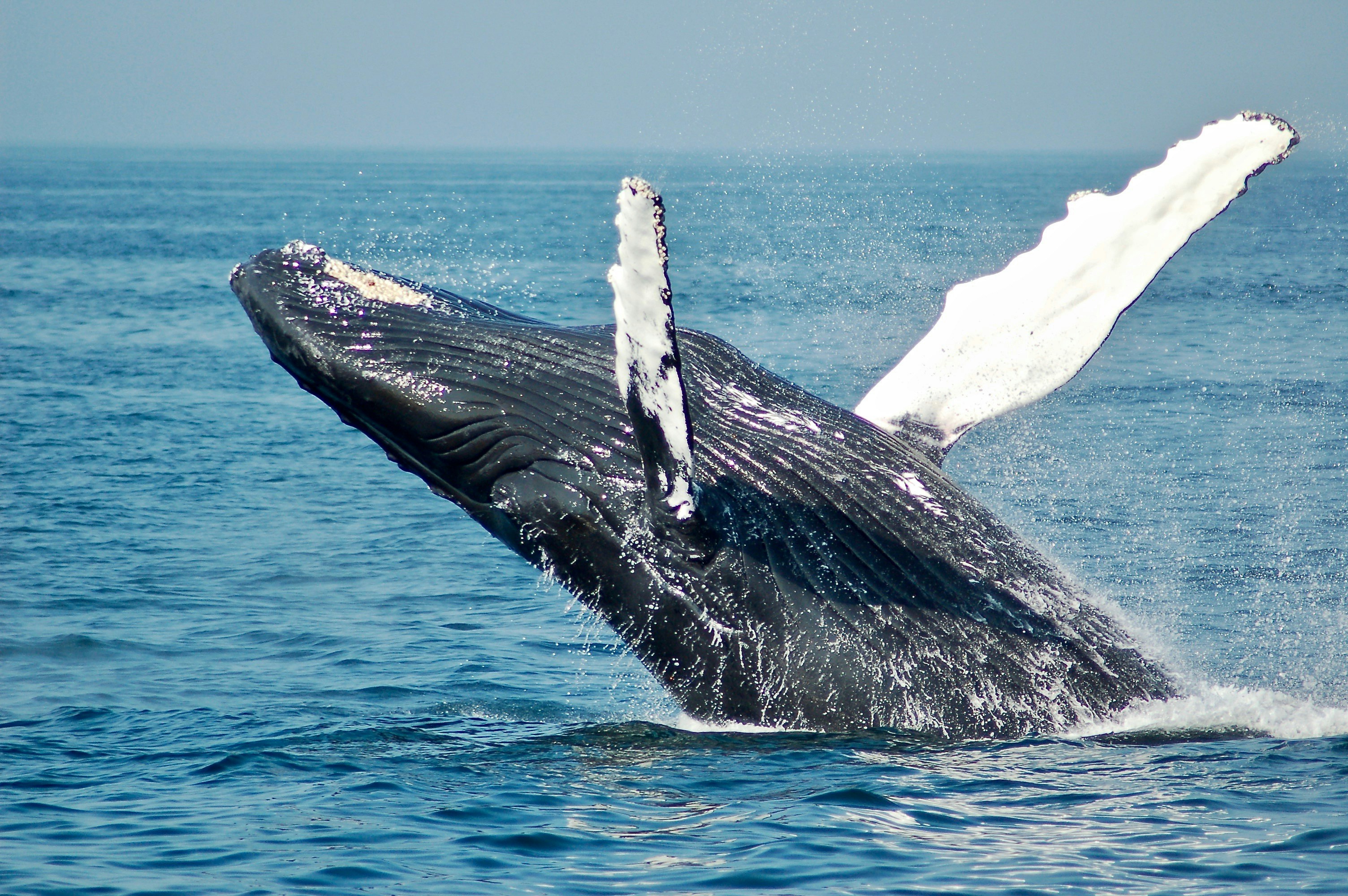 Baleine sautant dans le lagon de Mayotte