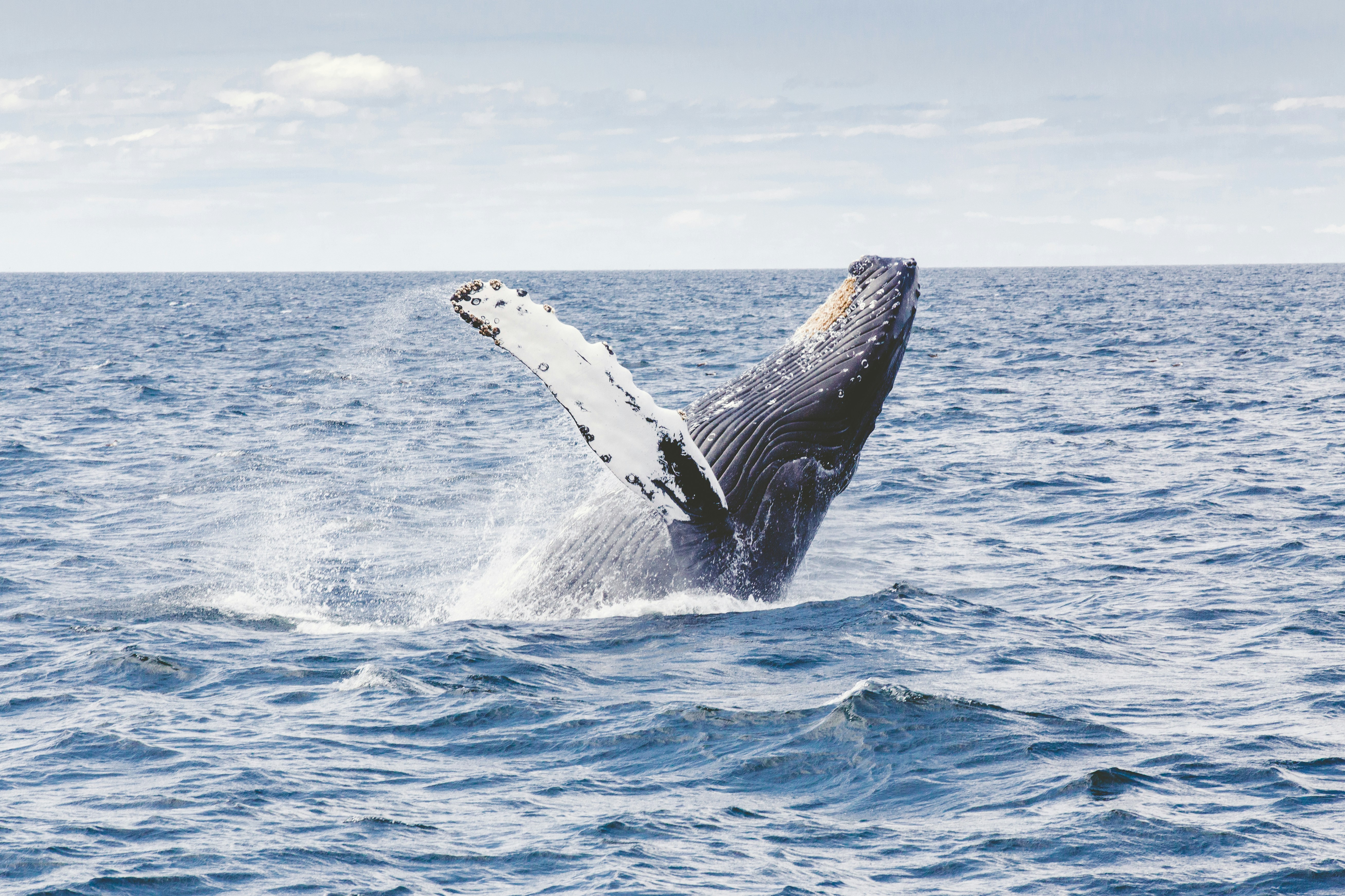 Baleines