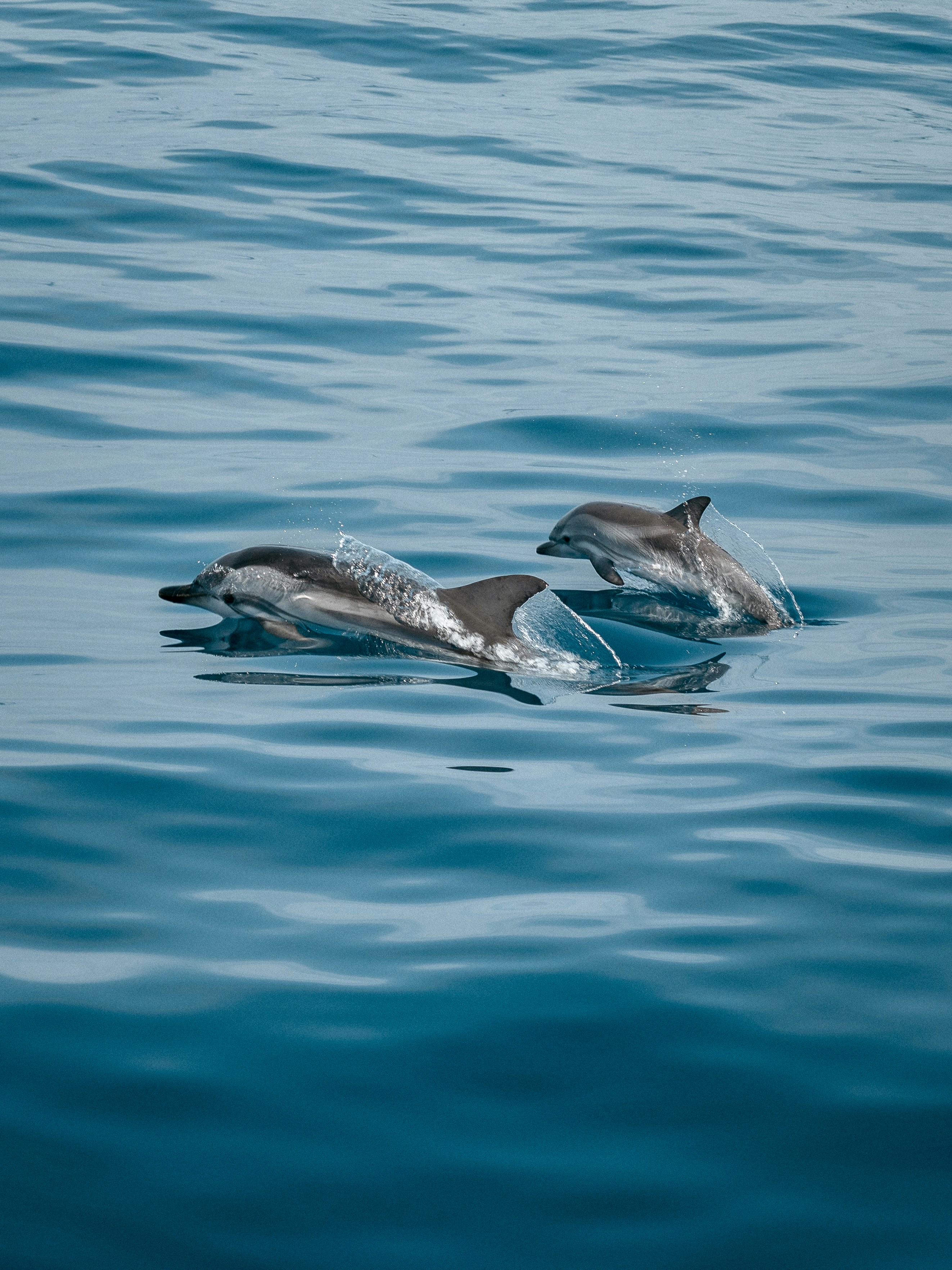 Dauphins