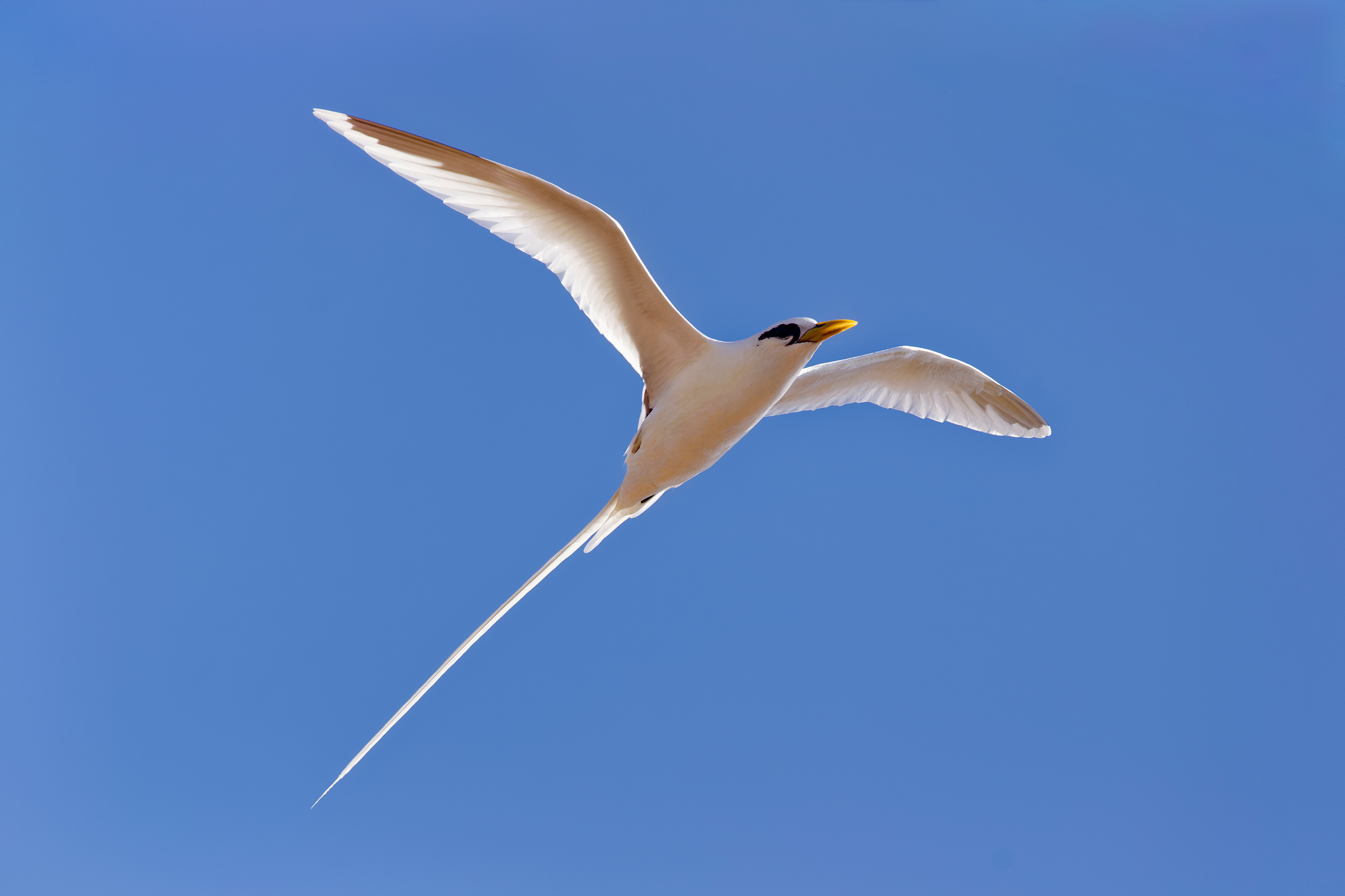 Oiseaux
