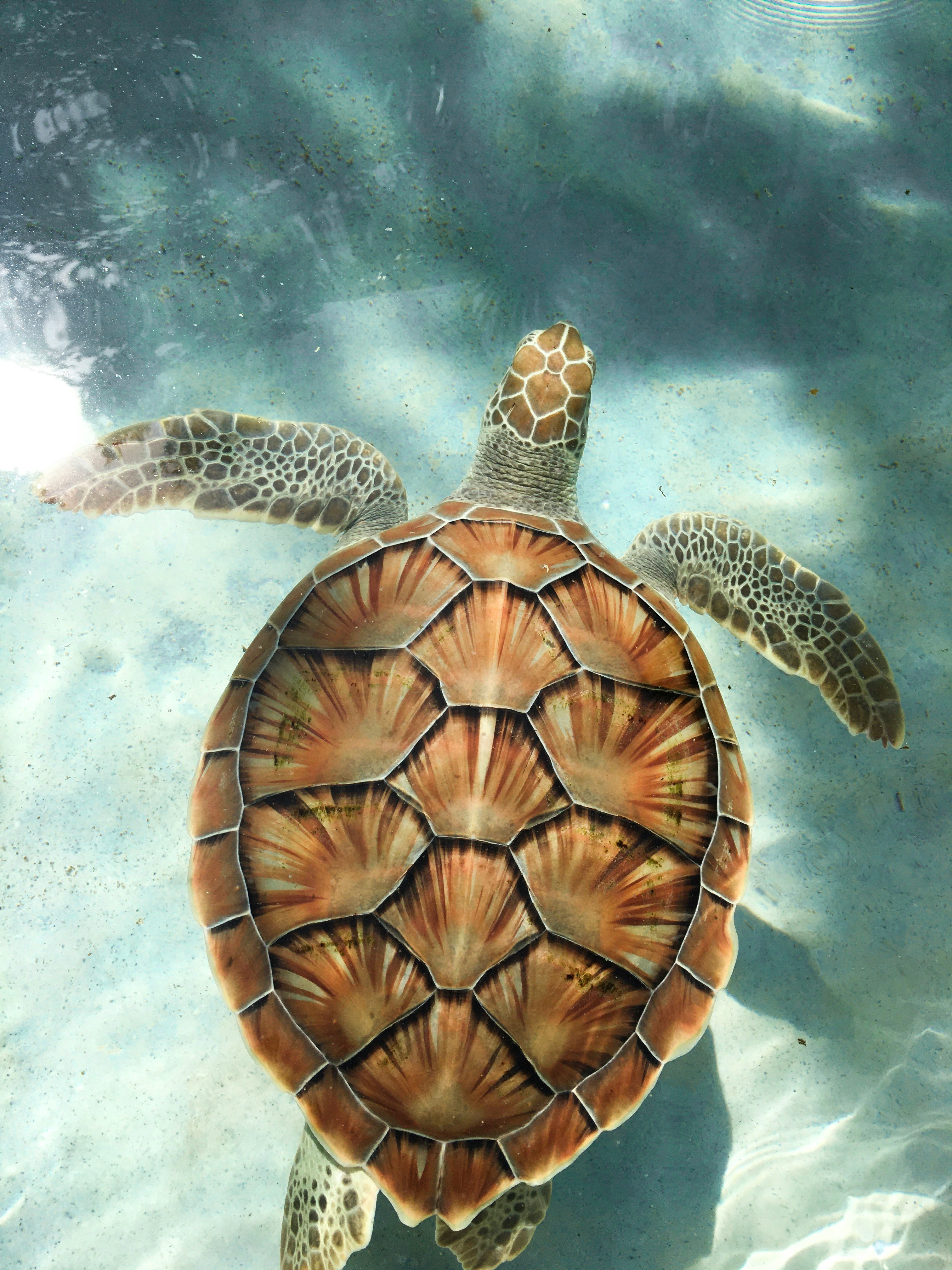 Tortues