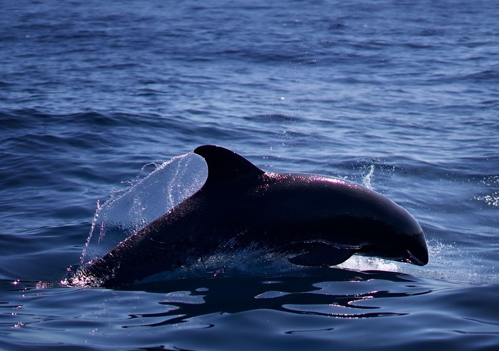 IMG-20220822-WA0024